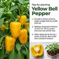 thumbnail image 2 of Yellow Bell Pepper Live Plant, 2 Plants per Pot for Outdoor Growing Plant, 4 Inches Tall, 2 of 6