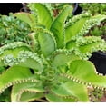 thumbnail image 3 of 3-4 Inch Tall Mother of Thousands Plant with Plantlets on The Leaves - Tall Kalanchoe daigremontiana - Mexican Hat Plant Succulent (1 Plant), 3 of 4
