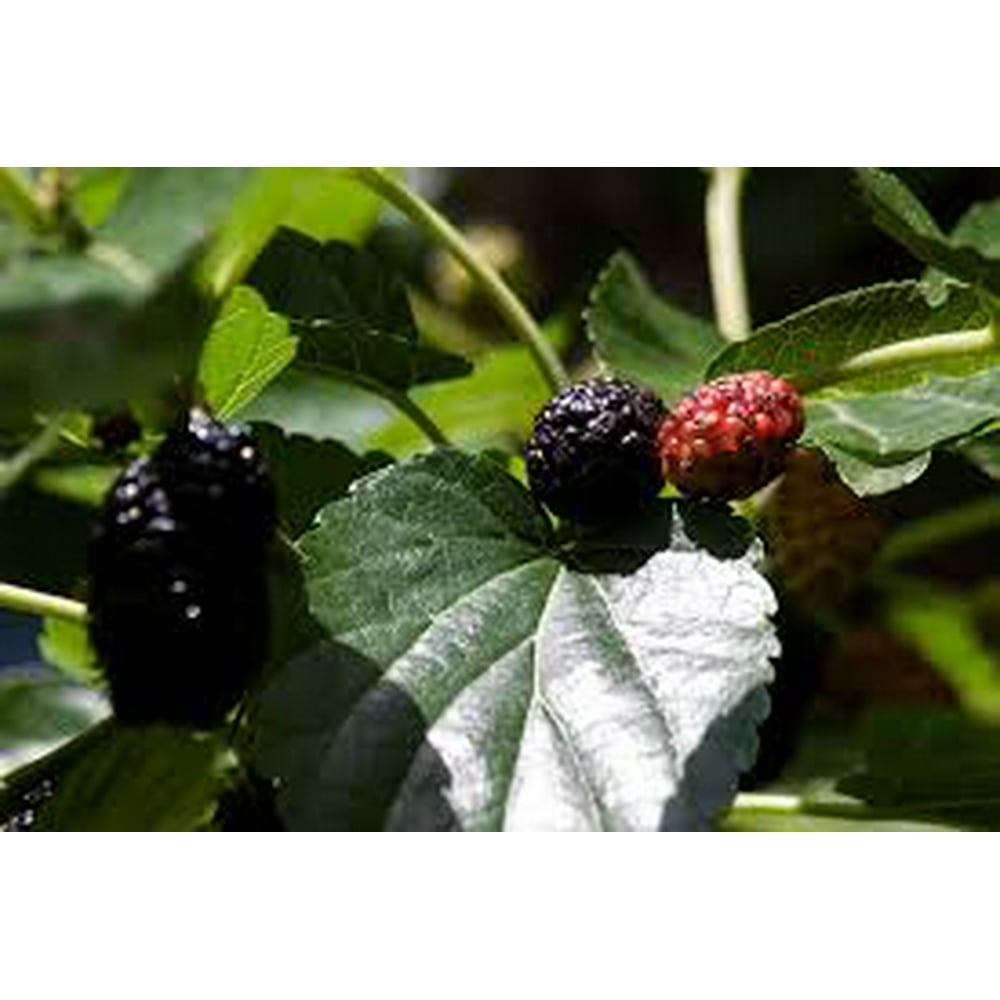 Mulberry Plant in a 4 inch pot