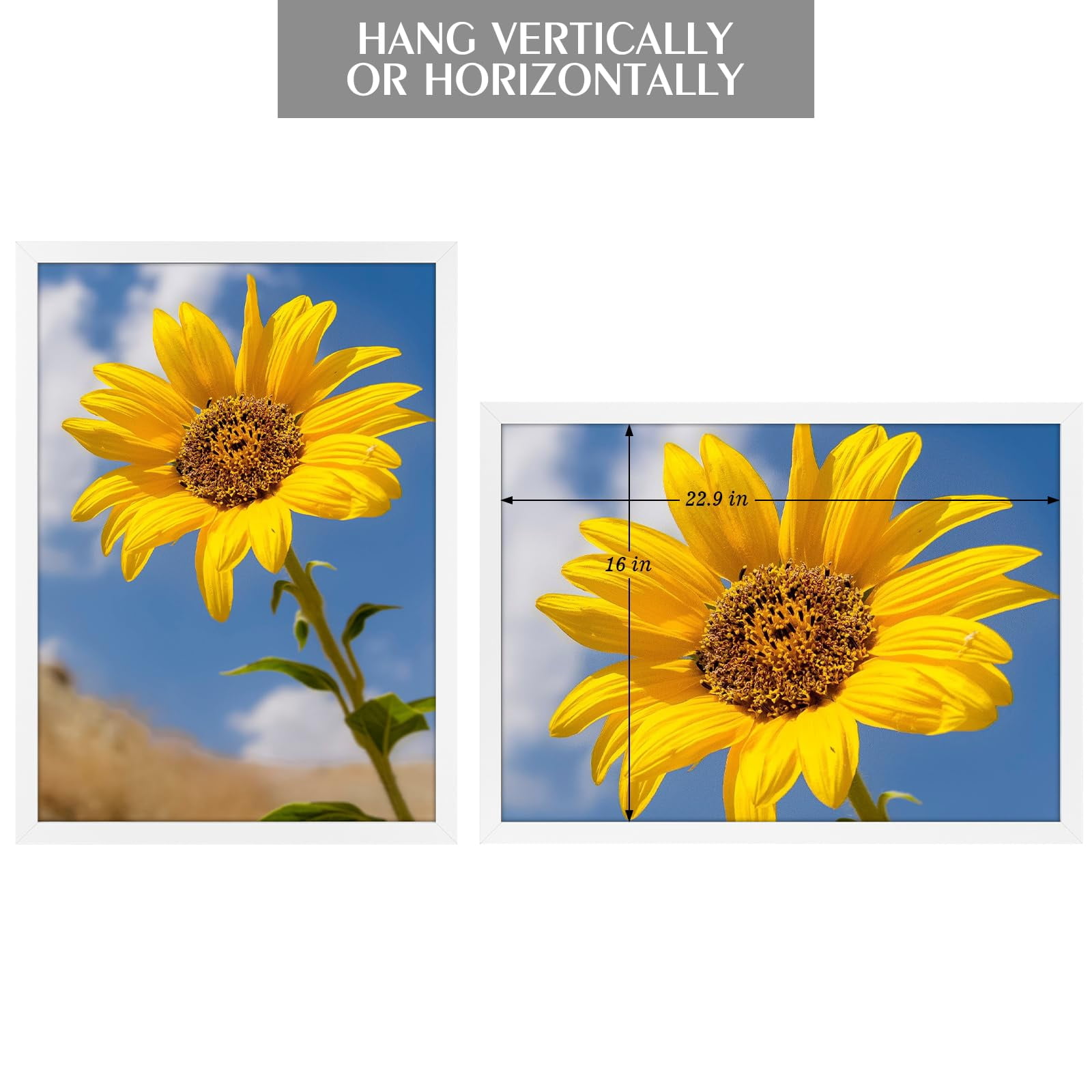 Golden State Art A2 16.5x23.4 Inch Picture Frames with Plexiglass, White, Set of 2