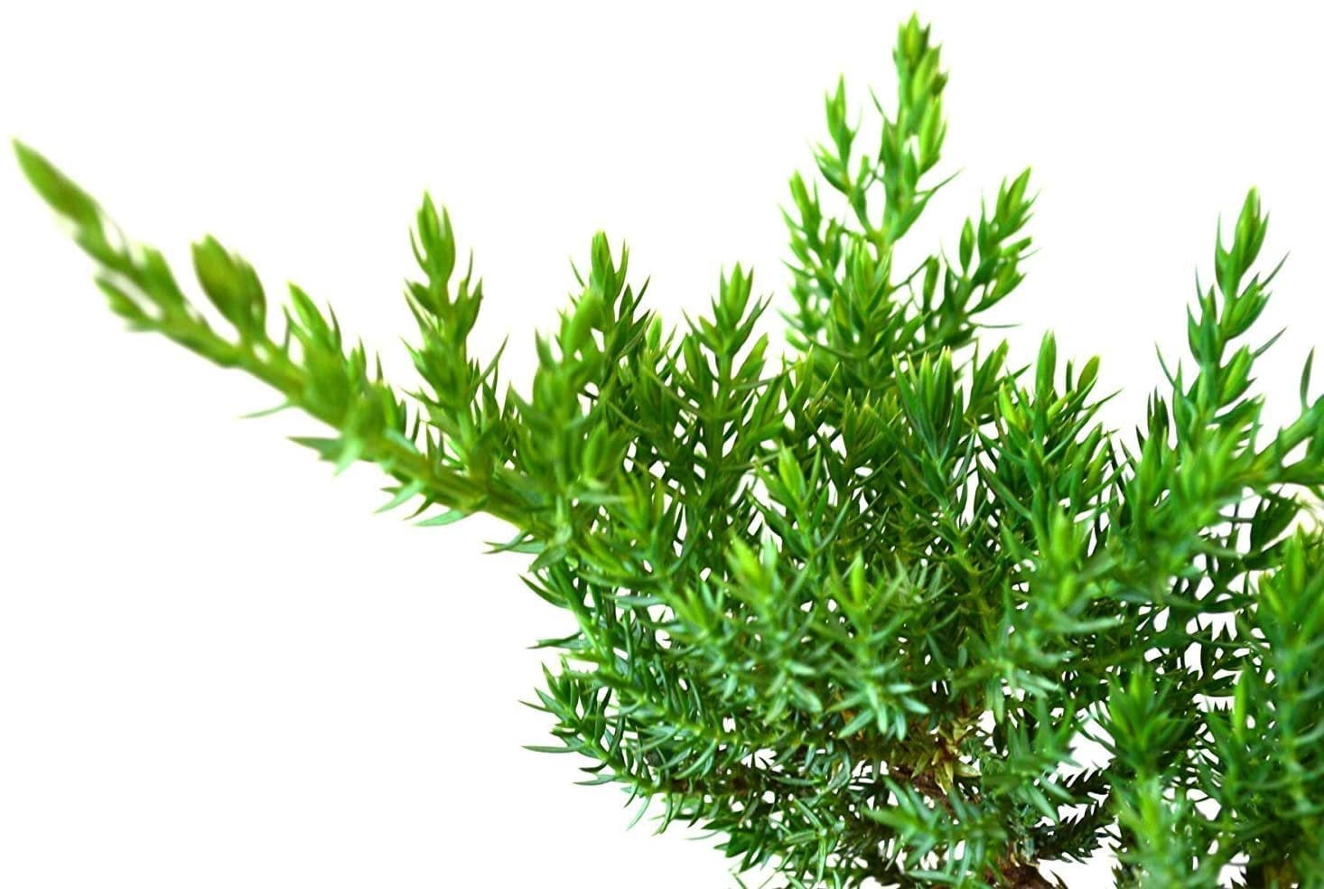 Juniper Procumbens Nana - 20 Live Plants - Drought Tolerant Evergreen Groundcover - Great for Bonsai