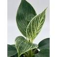 thumbnail image 3 of Philodendron Birkin, 4 inch, White Wave, Mermaid's Tail, 3 of 9