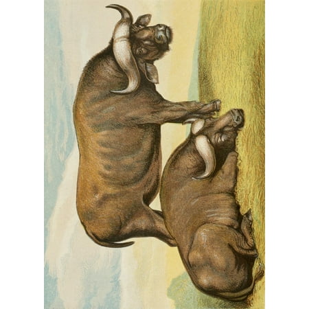 Unknown Buffalo - The Royal Natural History c1881 Cape Buffalos Canvas Art - Unknown (18 x 24)