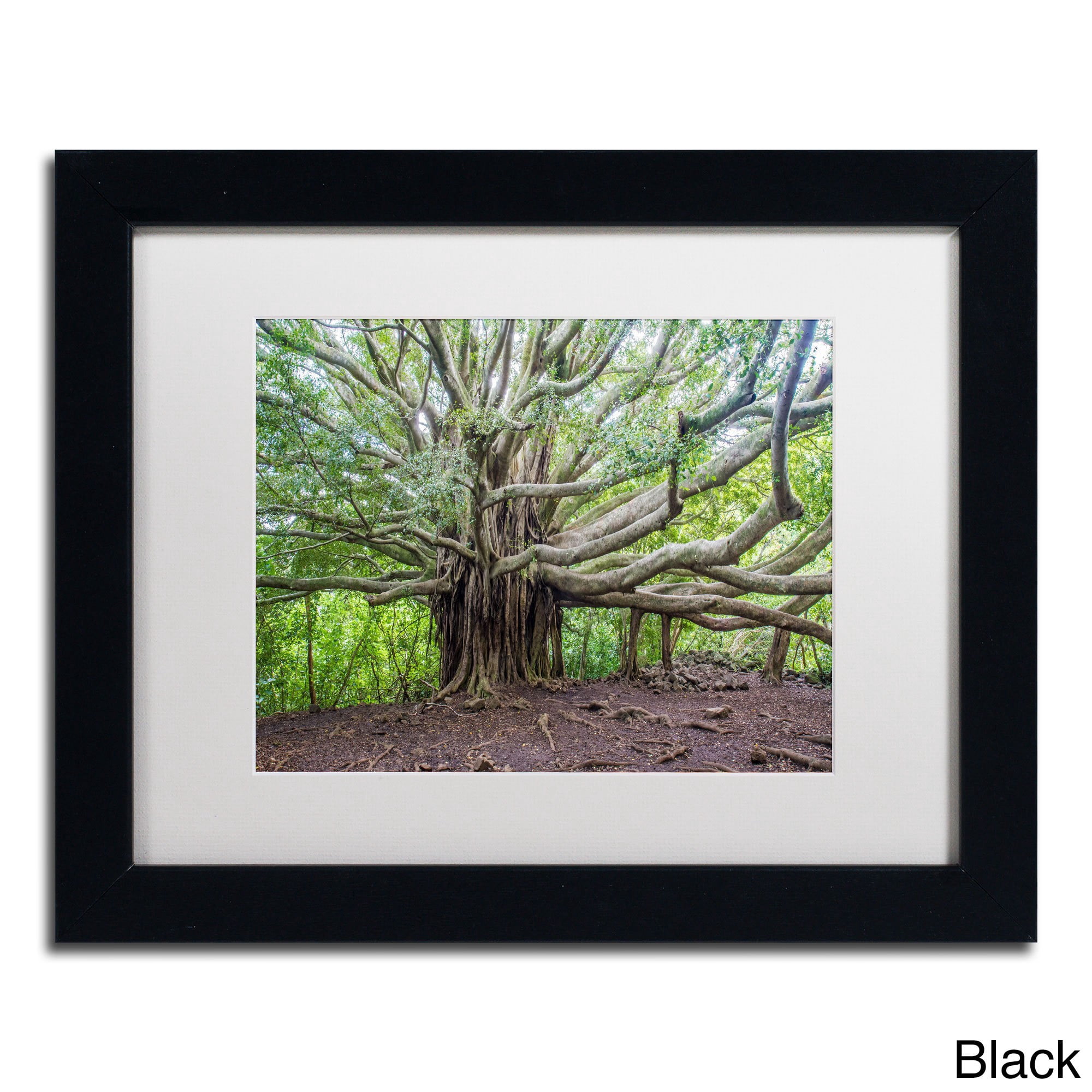 Trademark Fine Art "Banyan" Canvas Art by Pierre Leclerc, White Matte/Wood Frame