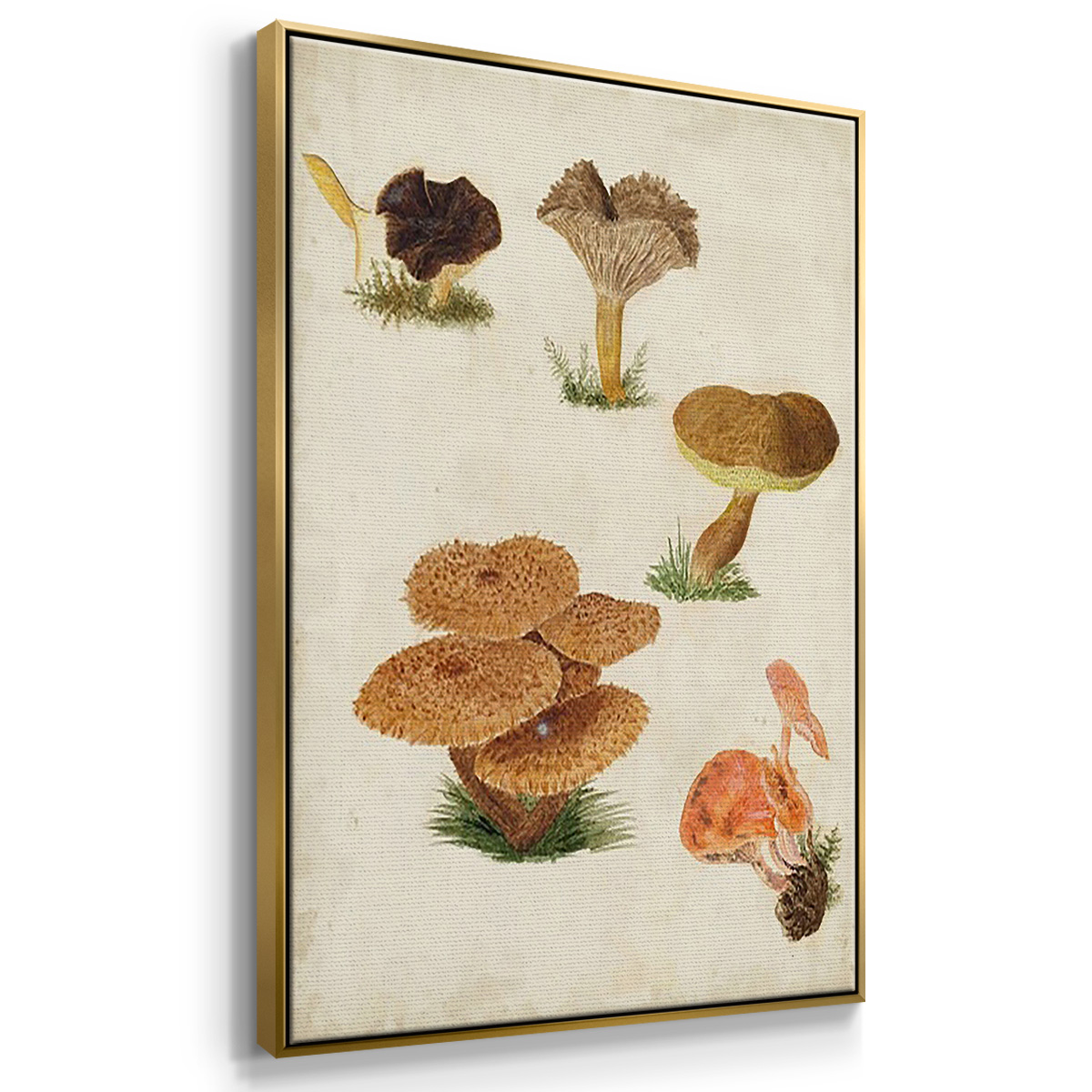 Mushroom Species IV - Framed Premium Gallery Wrapped Canvas L Frame 3 Piece Set - Ready to Hang
