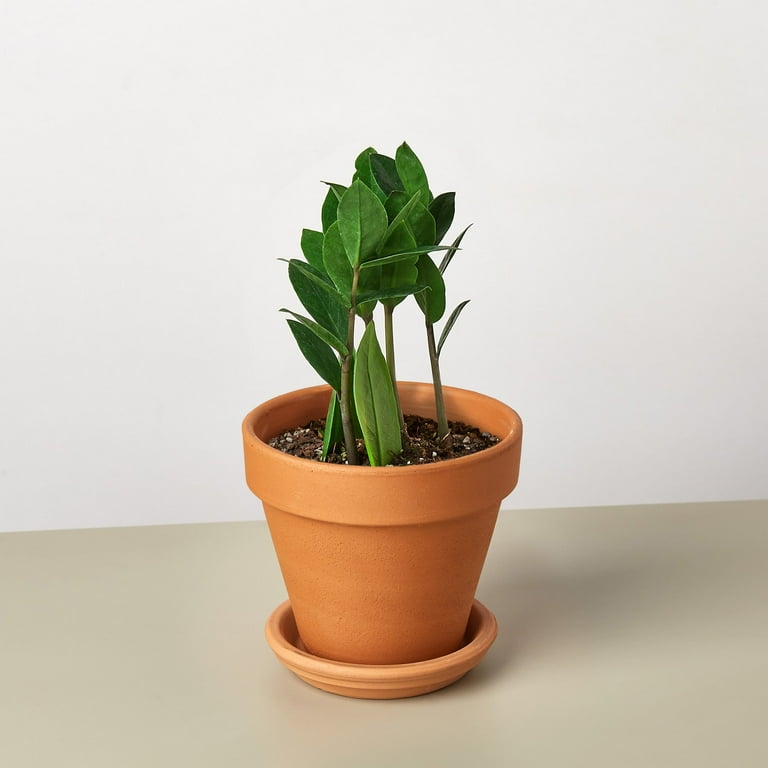 Miioo❤︎ Migoo Moissanite Engagement Ring, Wedding Ring, D Color