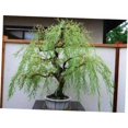thumbnail image 3 of Bonsai Tree Soil All Purpose Blend - CZ Grain Brand 100% Organic All Natural Great for Fast Growing Bonsai Trees (10 Quarts - 1 Giant 18 Inch Bonsai Pot), 3 of 5