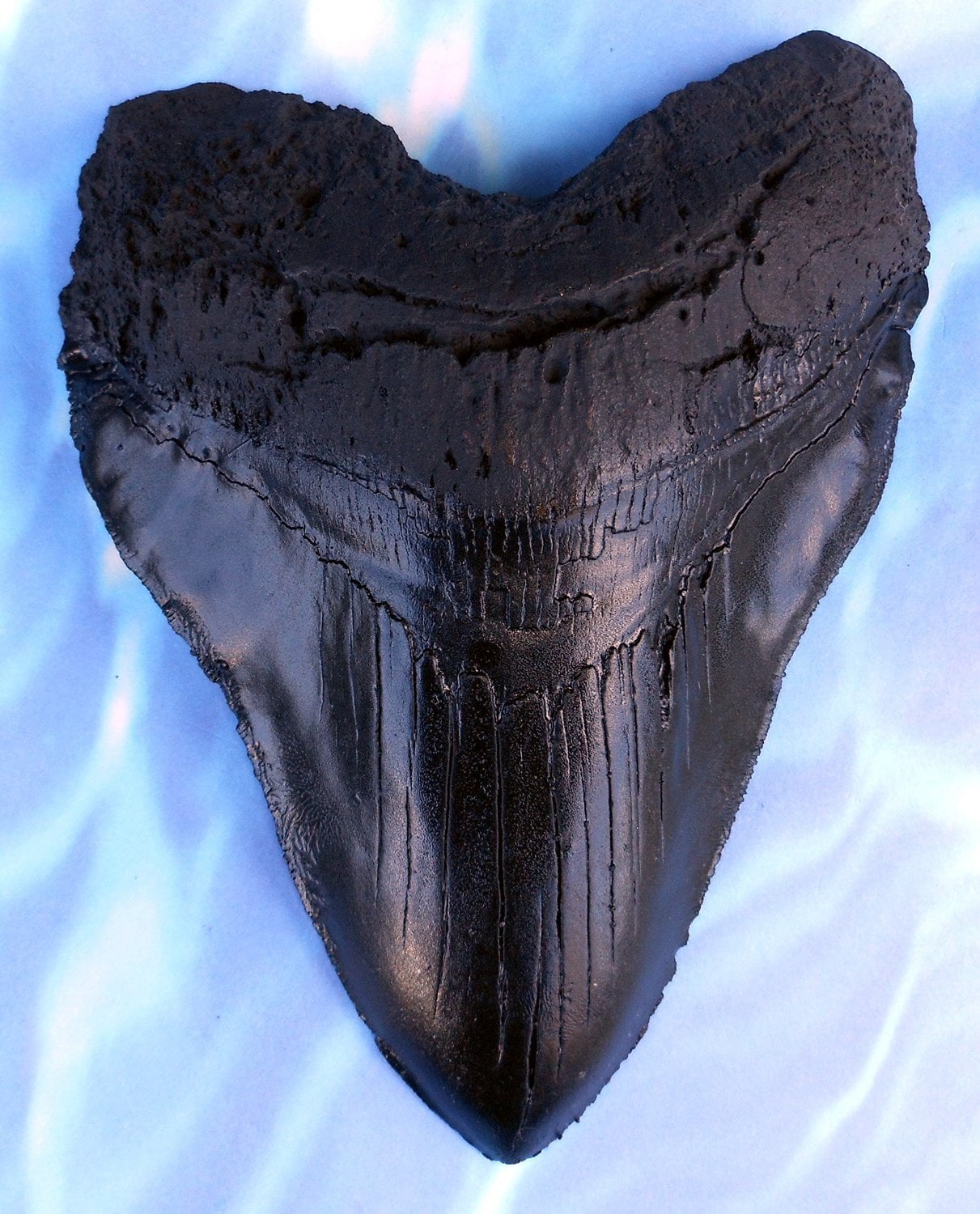 Replica Megalodon Tooth Metal Belt Buckle Giant Fossil Shark #431 4o