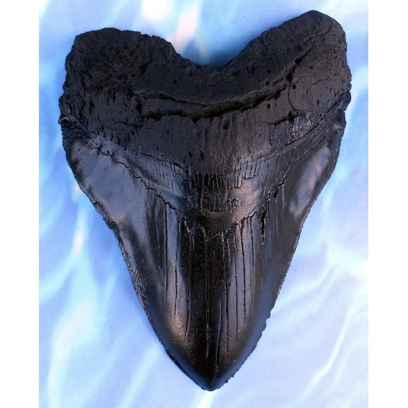 Massive 5.5" Megalodon Shark Tooth Replica with serrations - cast from an original fossil