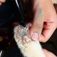 thumbnail image 4 of Electric Pet Foot Hair Trimmer Dog Grooming Pedicure Clipper, 4 of 4