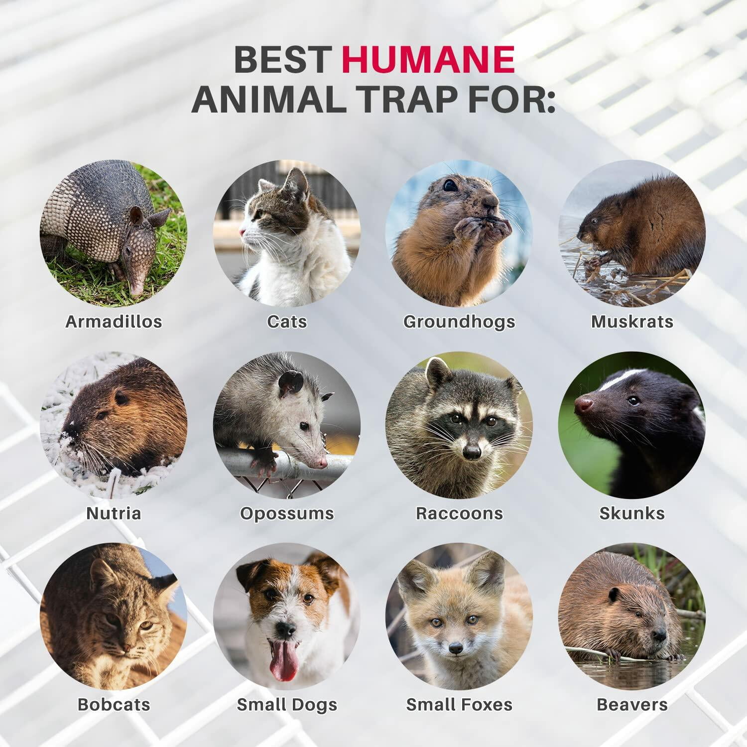 Humane Release Heavy Duty Catch Release Large Live Humane Animal Philippines | Ubuy