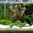 thumbnail image 4 of HAMPPLIES 10Pcs Small Aquarium Artificial Plants Assorted Color for Aquarium Beautification, 4 of 6
