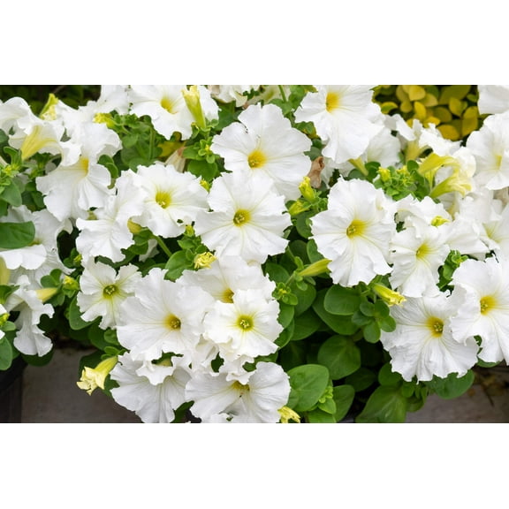 25 WHITE PETUNIA Grandiflora Flower Seeds