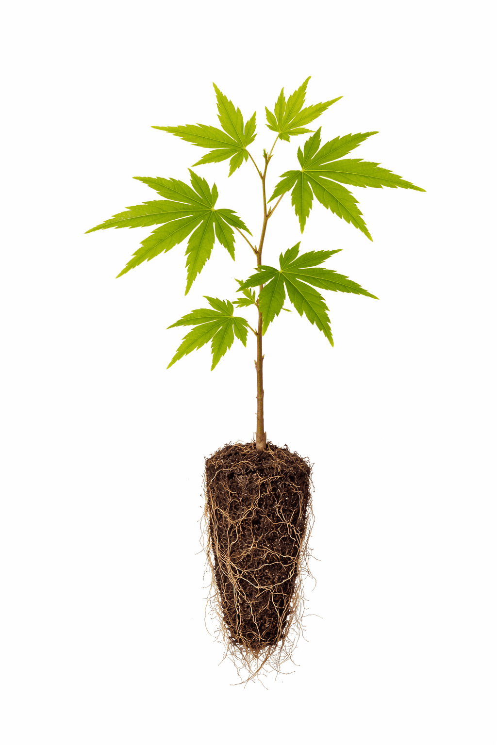 Green Geisha Girl Japanese Maple Bonsai Tree Seedling for Planting - Approx 12-18 Inches Tall - Ready to Train, No Pot Included - Grow Indoor or Outdoor
