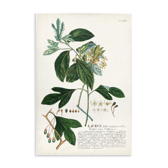 Stupell Industries Transitional Botanical Plant Illustration Green Leaves Vintage Design Wall Plaque Art, 10 x 15, by Unknown Artist