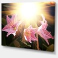 thumbnail image 2 of Large Pink Flowers with Sunlight - Large Flower Canvas Art Print, 2 of 3