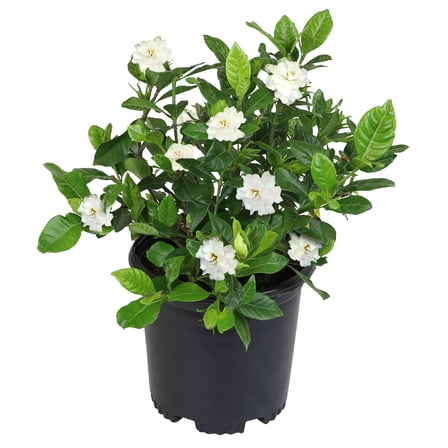 Altman Plants 1Gal Gardenia Jasminoides Live Plant with Grower Pot