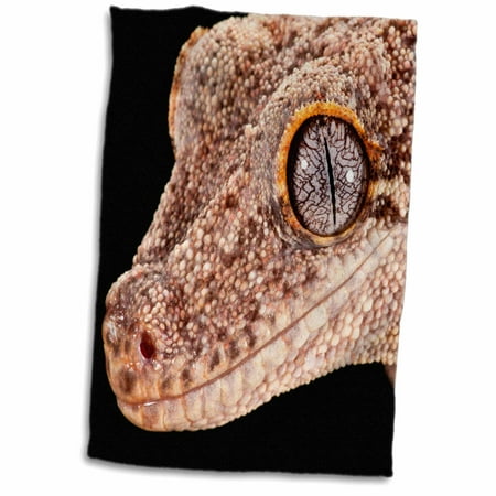 Lizard Bath Towel 3dRose Gargoyle Gecko, Lizard Native to New Caledonia - NA02 DNO0851 - David Northcott - Towel, 15 by 22-inch ()