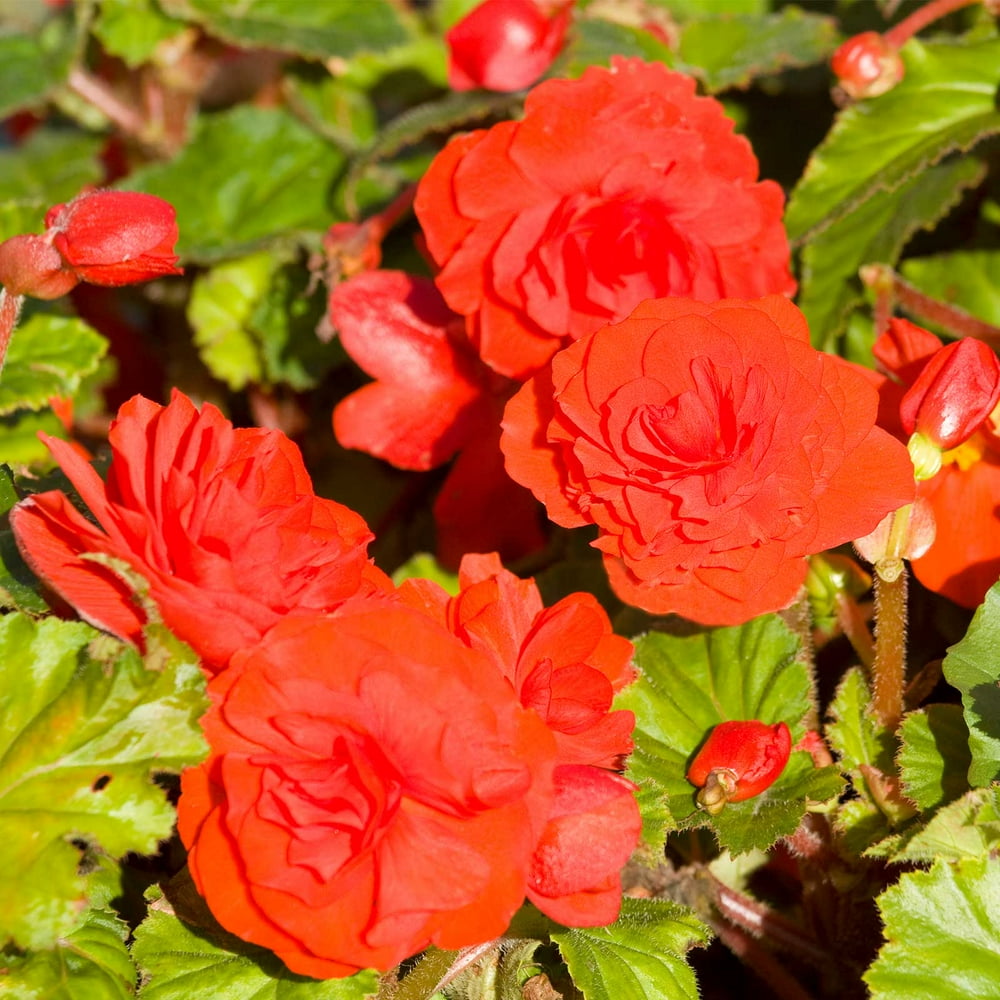 Tuberous Begonia Nonstop Series Plant Seeds (Pelleted