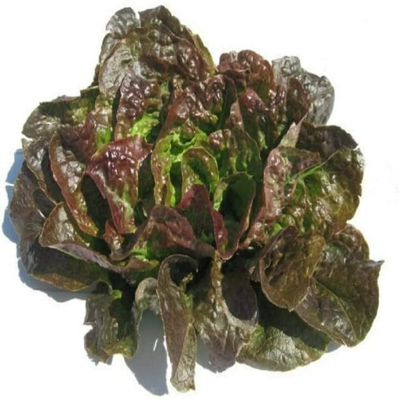 Bronze Mignonette Lettuce Butterhead Seeds - 500 Count Seed Pack - Non-GMO - A Heat-Tolerant and Slow to Bolt butterhead Lettuce Variety That has Been Around for Over 100 Years. - Country Creek LLC