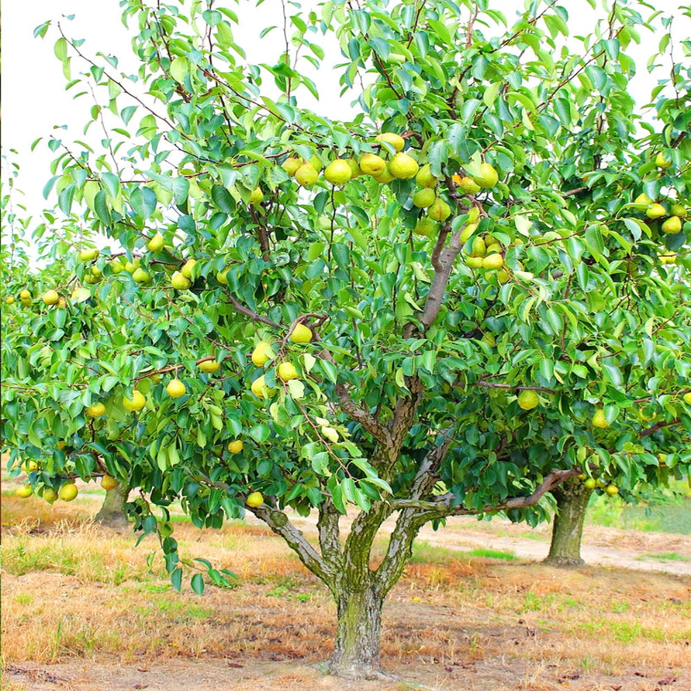 Southern Living 2-3 ft. tall Kieffer European Pear Live Tree in 5-Gallon Grower Pot