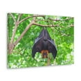 thumbnail image 2 of Majestic Fruit Bat Hanging on a Tree in the Forest Unframed, 2 of 18