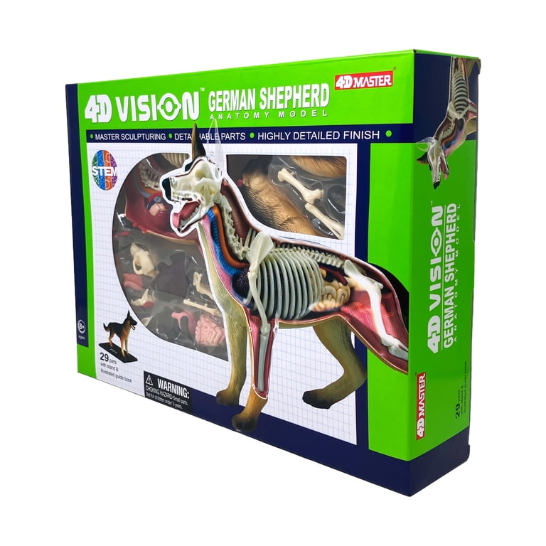 4D Master 4D Vision German Shepherd Anatomy Model - Walmart.com