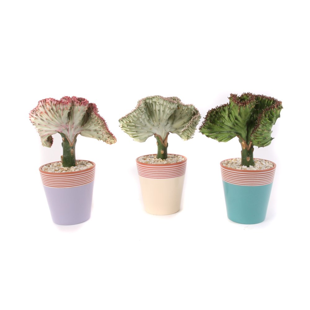 Costa Farms Cactus Coral 6IN