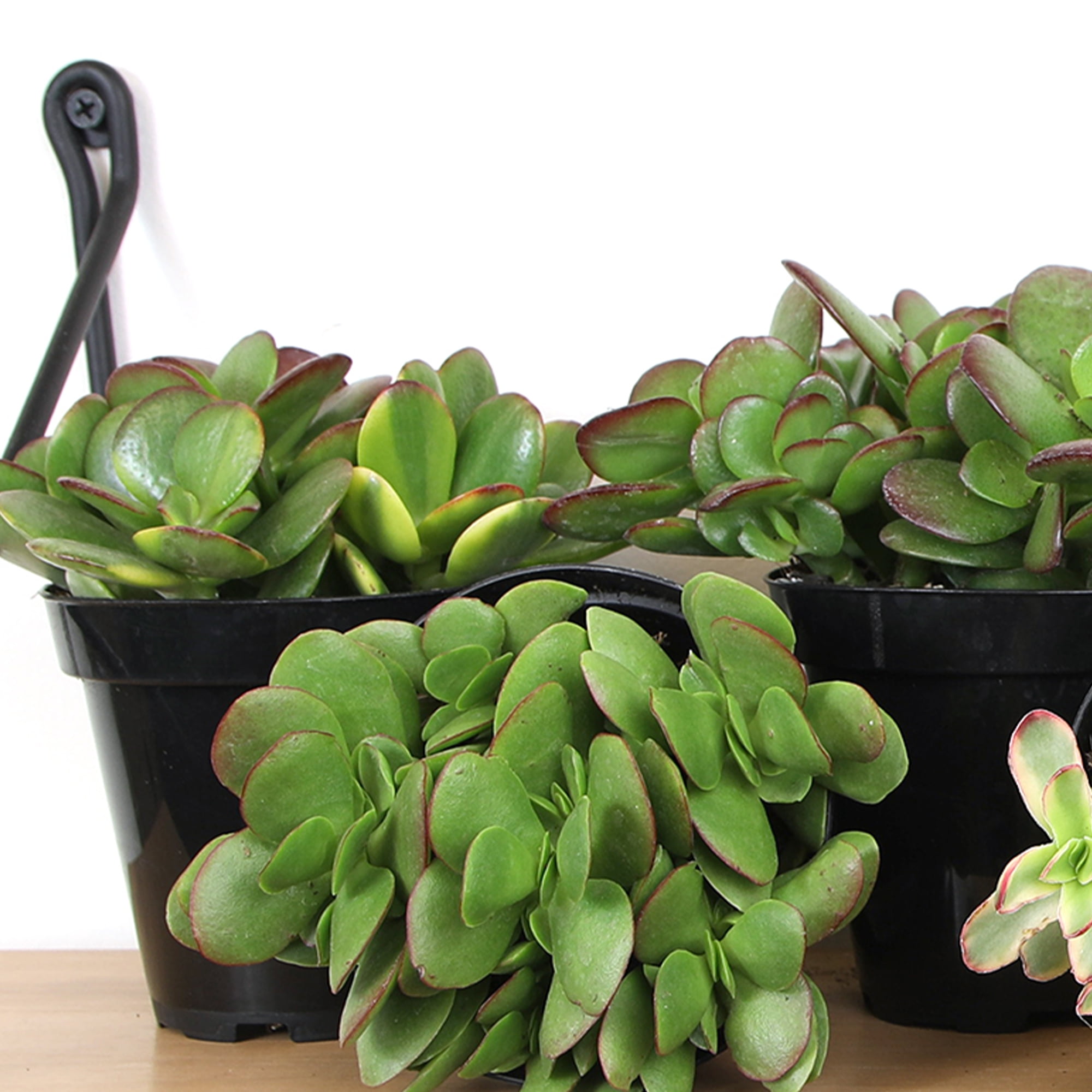 Altman Plants Classic Jade Succulents (3-pack), Easy House Plants in 3.5 in. Grower Pots