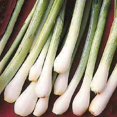 thumbnail image 2 of 500 SOUTHPORT White Globe BUNCHING ONION Allium Cepa Vegetable Seeds, 2 of 2