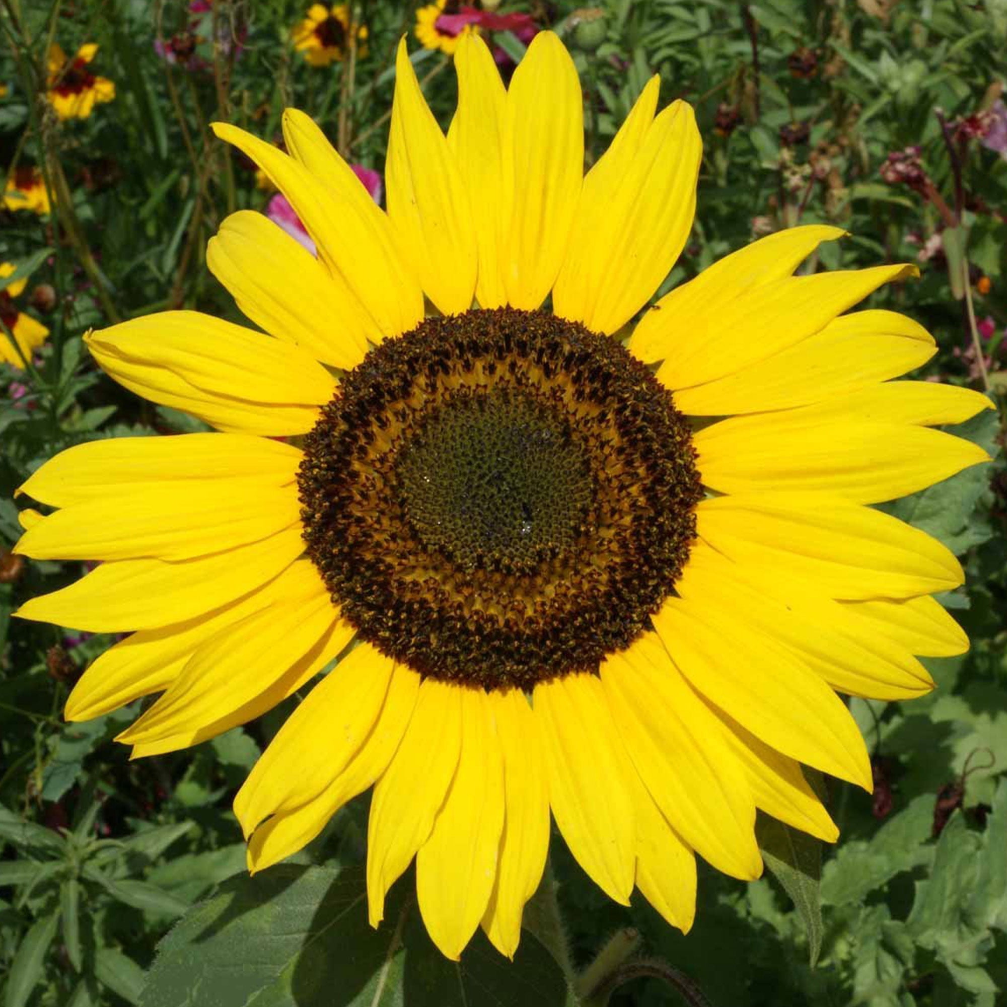 Sunflower Sunspot 5 g 50 Seeds NonGMO, Open Pollinated