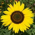 thumbnail image 1 of Sunflower Sunspot - 1/4 LB ~1,500 Seeds - Non-GMO, Open Pollinated - Annual Sun Flower Gardening Seeds, 1 of 3