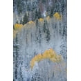 thumbnail image 2 of Jaynes Gallery 17x24 Black Ornate Wood Framed with Double Matting Museum Art Print Titled - USA-Colorado-Uncompahgre National Forest Fresh autumn snow on aspens and evergreens, 2 of 4