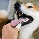 thumbnail image 3 of Juego de 8 cepillos de dientes para perros - Cepillo de dientes de nailon de 360° para perros y gatos para una fácil limpieza dental., 3 of 5