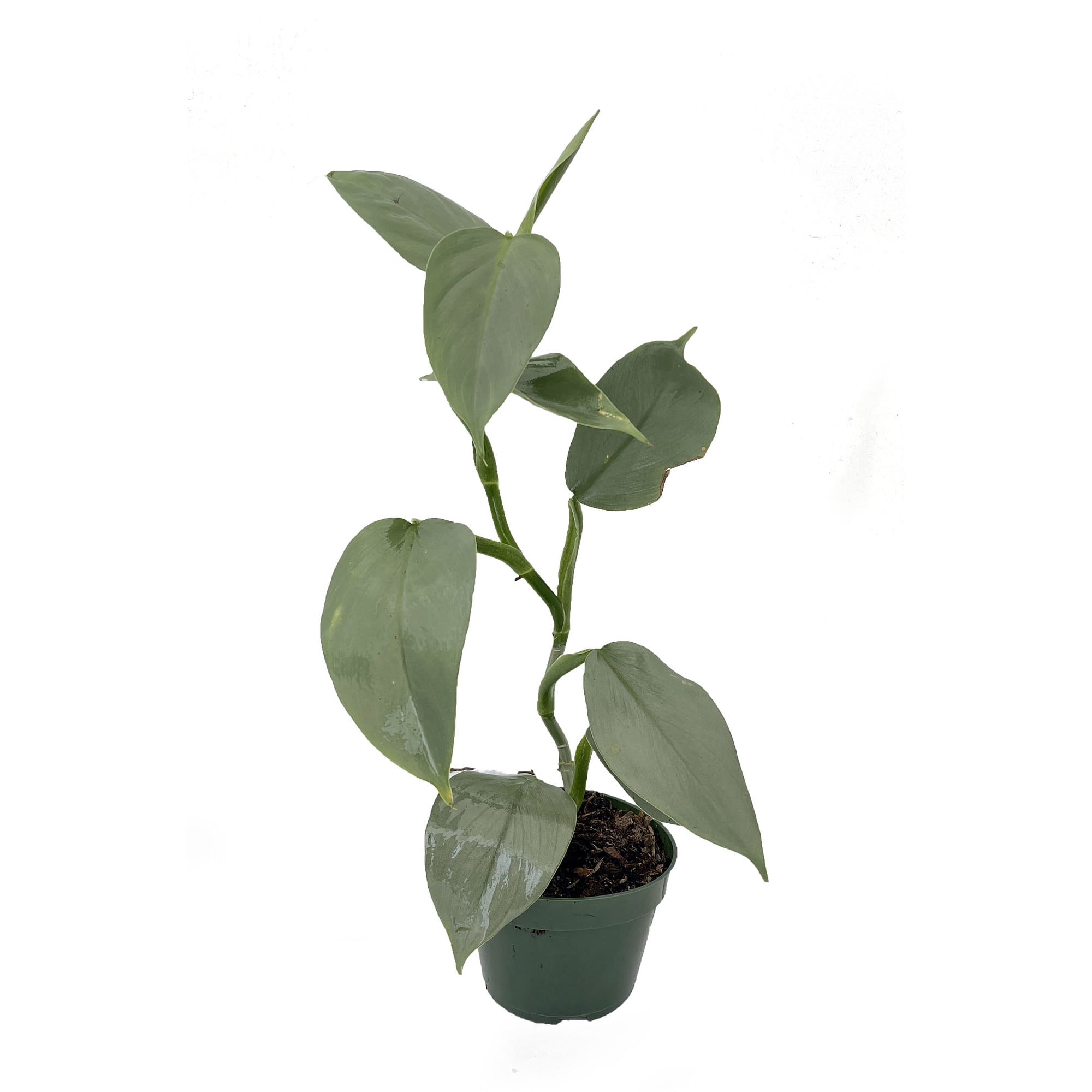 Rare Silver Sword Philodendron Hastatum - 4" Pot
