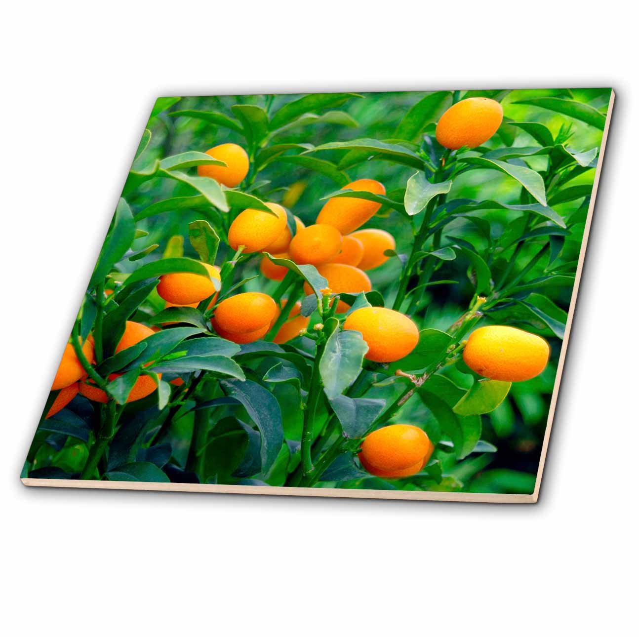 3dRose Kumquat fruit tree, Agriculture NA01 PRI0002 Prisma Ceramic Tile, 12inch
