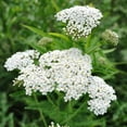 thumbnail image 3 of Achillea White Yarrow Drought Tolerant Wild Flower Seeds - 5 LBS, 3 of 5