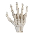 thumbnail image 3 of Skull Claw Skeleton Model, Light Weight Halloween Skeleton Hands Multifunctional  For Home Decoration For Teaching Tool For Bracket, 3 of 8