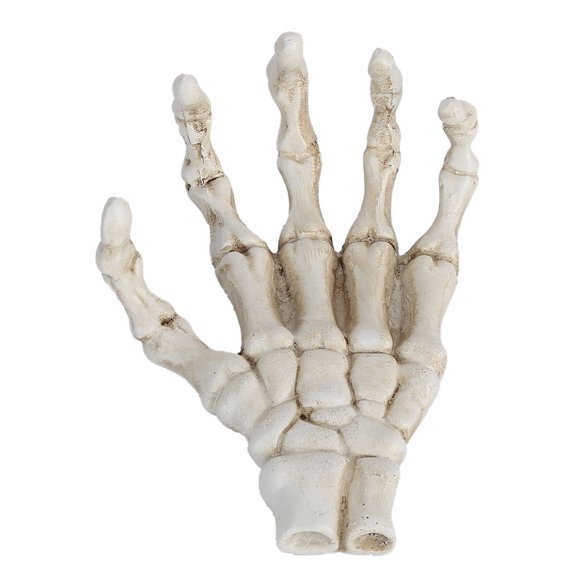 Halloween Skeleton Hands, Clear Structure Skull Claw Skeleton Model Corrosion Resistance For Teaching Tool For Bracket For Home Decoration