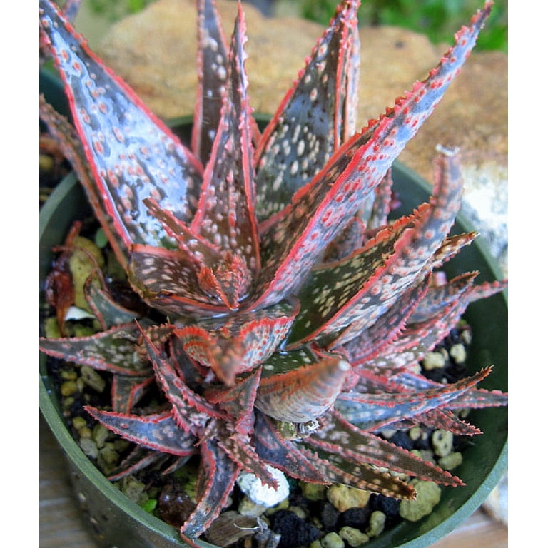 gel dermico aloe vera Therapeutic Aloe Vera Gel – Derma-Nu