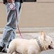 thumbnail image 2 of Retractable Dog Leash with 10-Foot Small pet Walk Belt 360 Tangle-Free Suitable, 2 of 5