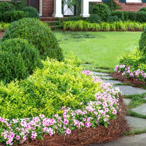 Southern Living Lemon Lime Nandina Live Shrub in 2.5-Quart Grower Pot