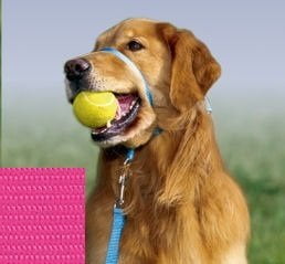 Pink gentle leader Clearance