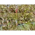 thumbnail image 5 of ragnaroc Air Plants - Tillandsia Juncea, Jumbo 8-12" - 10ct - Live Arrival Gauranteed - House Plants for Home Decor & Gift, 5 of 6