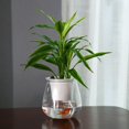 thumbnail image 4 of Pot de Fleurs Auto-Arrosant Mini Design Rond pour Plantes Succulentes d'Intérieur, 4 of 9