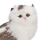 thumbnail image 1 of Juguete de gato de simulación NikouMX Modelo Realista Felpa Brillante, 1 of 8