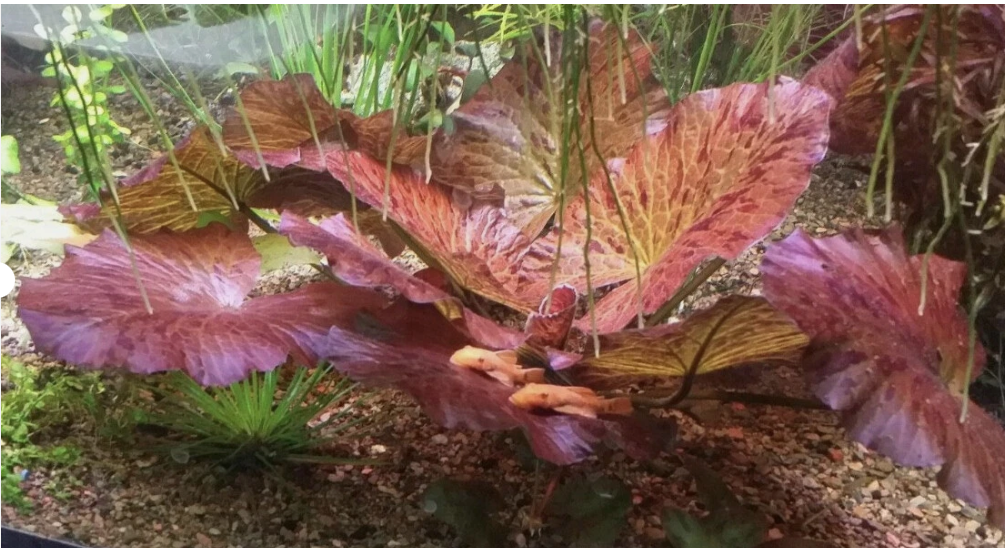 Tiger Lotus (Nymphaea Zenkeri) – Live Aquarium Plant, Red Lily Aquatic Plant for Freshwater Tanks