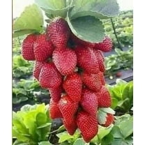 20 STRAWBERRY Giant LARGEST FRUIT ORGANIC EVERBEARING SEEDS, WINTER TOLERANT Free Shipping