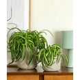 thumbnail image 3 of Bonnie Curly Spider Plant, Curly Spider Plant Live Indoor Houseplant 2 Inches Potted, 3 of 8