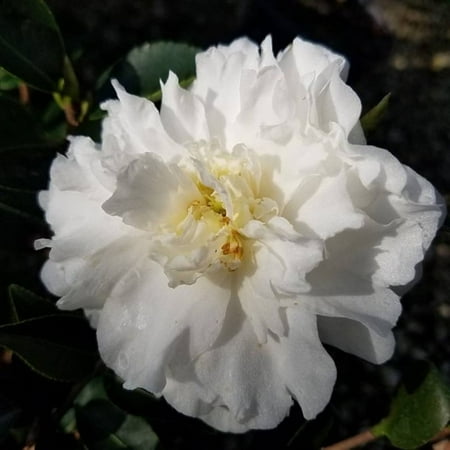 3 Mine-No-Yuki Camellia in 4 inch pots